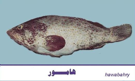 جمعية نهر الرحمة توزع اسماك أخبار الجمعية اتحاد الجمعيات الخيرية لمحافظة العاصمه